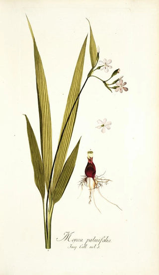 Nikolaus Joseph Freiherr von Jacquin - Moraea palmifolia.webp