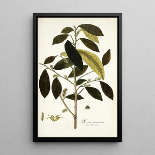 Nikolaus Joseph Freiherr von Jacquin - Morus mauritiana.webp