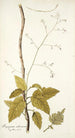 Myagrum arborescens - Nikolaus Joseph Freiherr von Jacquin — vy av konstverket