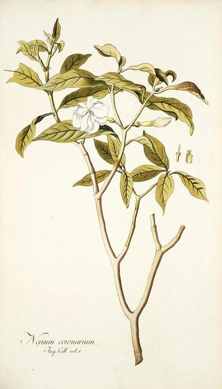 Nikolaus Joseph Freiherr von Jacquin - Nerium coronarium.webp