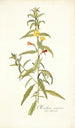 Oenothera nocturna - Nikolaus Joseph Freiherr von Jacquin — vy av konstverket