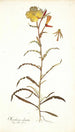 Oenothera odorata - Nikolaus Joseph Freiherr von Jacquin — vy av konstverket