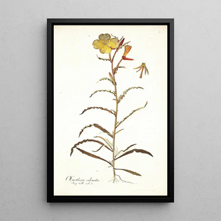 Nikolaus Joseph Freiherr von Jacquin - Oenothera odorata.webp