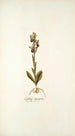 Ophrys crucigera - Nikolaus Joseph Freiherr von Jacquin — vy av konstverket