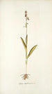 Ophrys myodes - Nikolaus Joseph Freiherr von Jacquin — vy av konstverket
