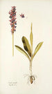 Orchis mascula - Nikolaus Joseph Freiherr von Jacquin — vy av konstverket