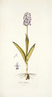 Orchis militaris - Nikolaus Joseph Freiherr von Jacquin — vy av konstverket