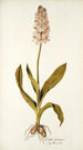 Orchis moravica - Nikolaus Joseph Freiherr von Jacquin — vy av konstverket