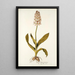 Orchis moravica - Nikolaus Joseph Freiherr von Jacquin — inramlat konstverk på väggen