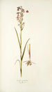 Orchis palustris - Nikolaus Joseph Freiherr von Jacquin — vy av konstverket