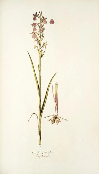 Nikolaus Joseph Freiherr von Jacquin - Orchis palustris.webp