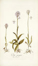 Orchis variegata - Nikolaus Joseph Freiherr von Jacquin — vy av konstverket