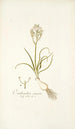 Ornithogalum comosum - Nikolaus Joseph Freiherr von Jacquin — vy av konstverket