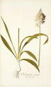 Ornithogalum conicum - Nikolaus Joseph Freiherr von Jacquin — vy av konstverket