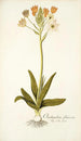 Ornithogalum flavescens - Nikolaus Joseph Freiherr von Jacquin — vy av konstverket