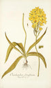 Ornithogalum flavissimum - Nikolaus Joseph Freiherr von Jacquin — vy av konstverket