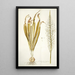 Ornithogalum latifolium - Nikolaus Joseph Freiherr von Jacquin — inramlat konstverk på väggen