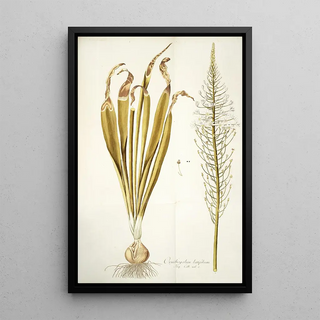 Nikolaus Joseph Freiherr von Jacquin - Ornithogalum latifolium.webp