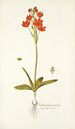 Ornithogalum miniatum - Nikolaus Joseph Freiherr von Jacquin — vy av konstverket