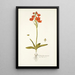 Ornithogalum miniatum - Nikolaus Joseph Freiherr von Jacquin — inramlat konstverk på väggen