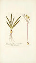 Ornithogalum secundum - Nikolaus Joseph Freiherr von Jacquin — vy av konstverket