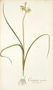 Ornithogalum suaveolens - Nikolaus Joseph Freiherr von Jacquin — vy av konstverket