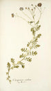 Osteospermum caeruleum - Nikolaus Joseph Freiherr von Jacquin — vy av konstverket