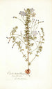 Oxalis hirta varietas - Nikolaus Joseph Freiherr von Jacquin — vy av konstverket