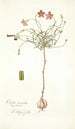Oxalis versicolor - Nikolaus Joseph Freiherr von Jacquin — vy av konstverket