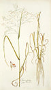 Panicum coloratum - Nikolaus Joseph Freiherr von Jacquin — vy av konstverket