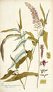 Paspalum racemosum - Nikolaus Joseph Freiherr von Jacquin — vy av konstverket