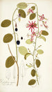 Passiflora cuprea - Nikolaus Joseph Freiherr von Jacquin — vy av konstverket