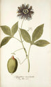 Passiflora incarnata - Nikolaus Joseph Freiherr von Jacquin — vy av konstverket