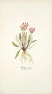 Pedicularis rosea - Nikolaus Joseph Freiherr von Jacquin — vy av konstverket