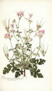 Pelargonium anemonaefolium - Nikolaus Joseph Freiherr von Jacquin — vy av konstverket