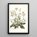 Pelargonium anemonaefolium - Nikolaus Joseph Freiherr von Jacquin — inramlat konstverk på väggen
