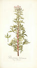 Pelargonium balsameum - Nikolaus Joseph Freiherr von Jacquin — vy av konstverket