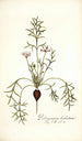 Pelargonium barbatum - Nikolaus Joseph Freiherr von Jacquin — vy av konstverket