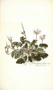 Pelargonium betonicum - Nikolaus Joseph Freiherr von Jacquin — vy av konstverket