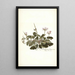 Pelargonium betonicum - Nikolaus Joseph Freiherr von Jacquin — inramlat konstverk på väggen