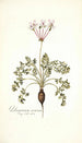 Pelargonium carneum - Nikolaus Joseph Freiherr von Jacquin — vy av konstverket