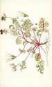 Pelargonium coriandrifolium - Nikolaus Joseph Freiherr von Jacquin — vy av konstverket