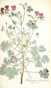 Pelargonium cortusaefolium - Nikolaus Joseph Freiherr von Jacquin — vy av konstverket