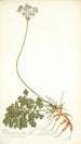 Pelargonium daucoides - Nikolaus Joseph Freiherr von Jacquin — vy av konstverket