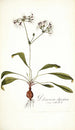 Pelargonium depressum - Nikolaus Joseph Freiherr von Jacquin — vy av konstverket