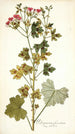 Pelargonium fuscatum - Nikolaus Joseph Freiherr von Jacquin — vy av konstverket