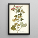 Pelargonium fuscatum - Nikolaus Joseph Freiherr von Jacquin — inramlat konstverk på väggen