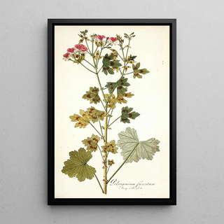 Nikolaus Joseph Freiherr von Jacquin - Pelargonium fuscatum.webp