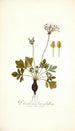 Pelargonium heterophyllum - Nikolaus Joseph Freiherr von Jacquin — vy av konstverket