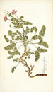 Pelargonium hirtum - Nikolaus Joseph Freiherr von Jacquin — vy av konstverket